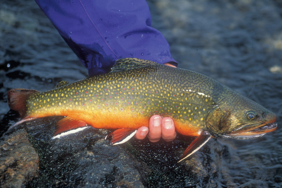 Salmon & Steelhead Hooks #8 – CoolWaters Fishing Products