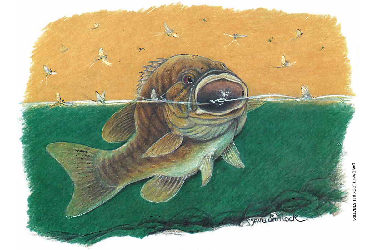 The Forgotten Technique for catching Smallmouth in the Creek