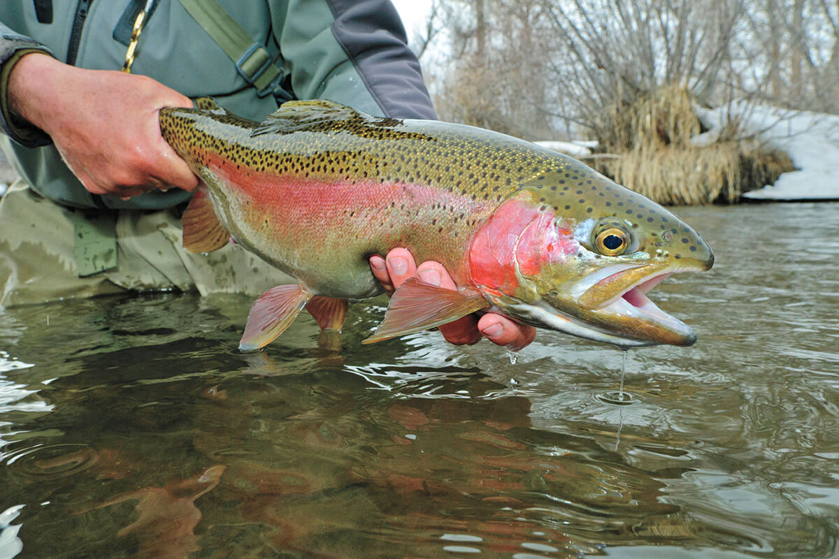 How to Fool Selective Trout During a Blue-Winged Olive Hatch