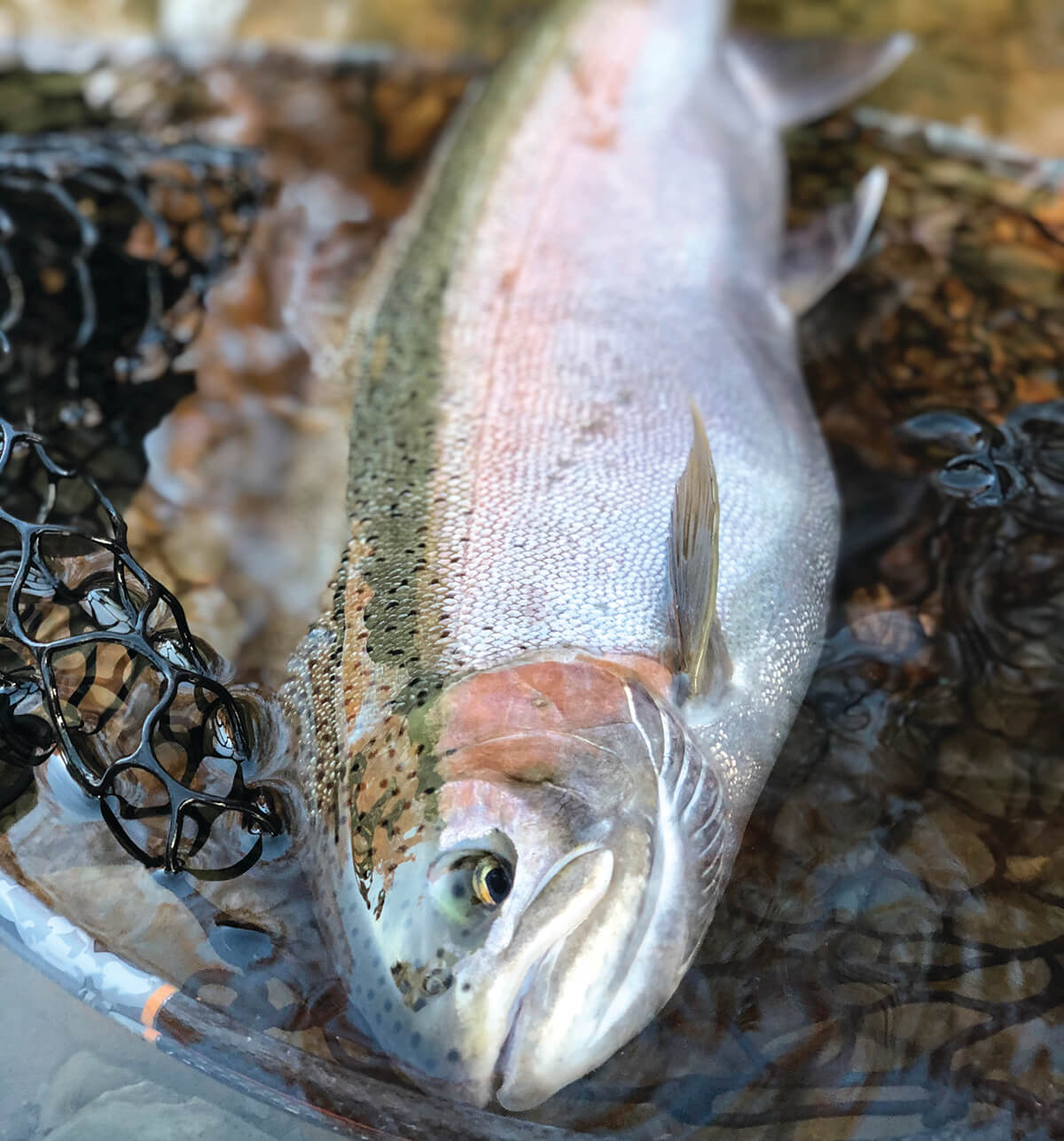 Where Have All the Steelhead Gone? - Fly Fisherman