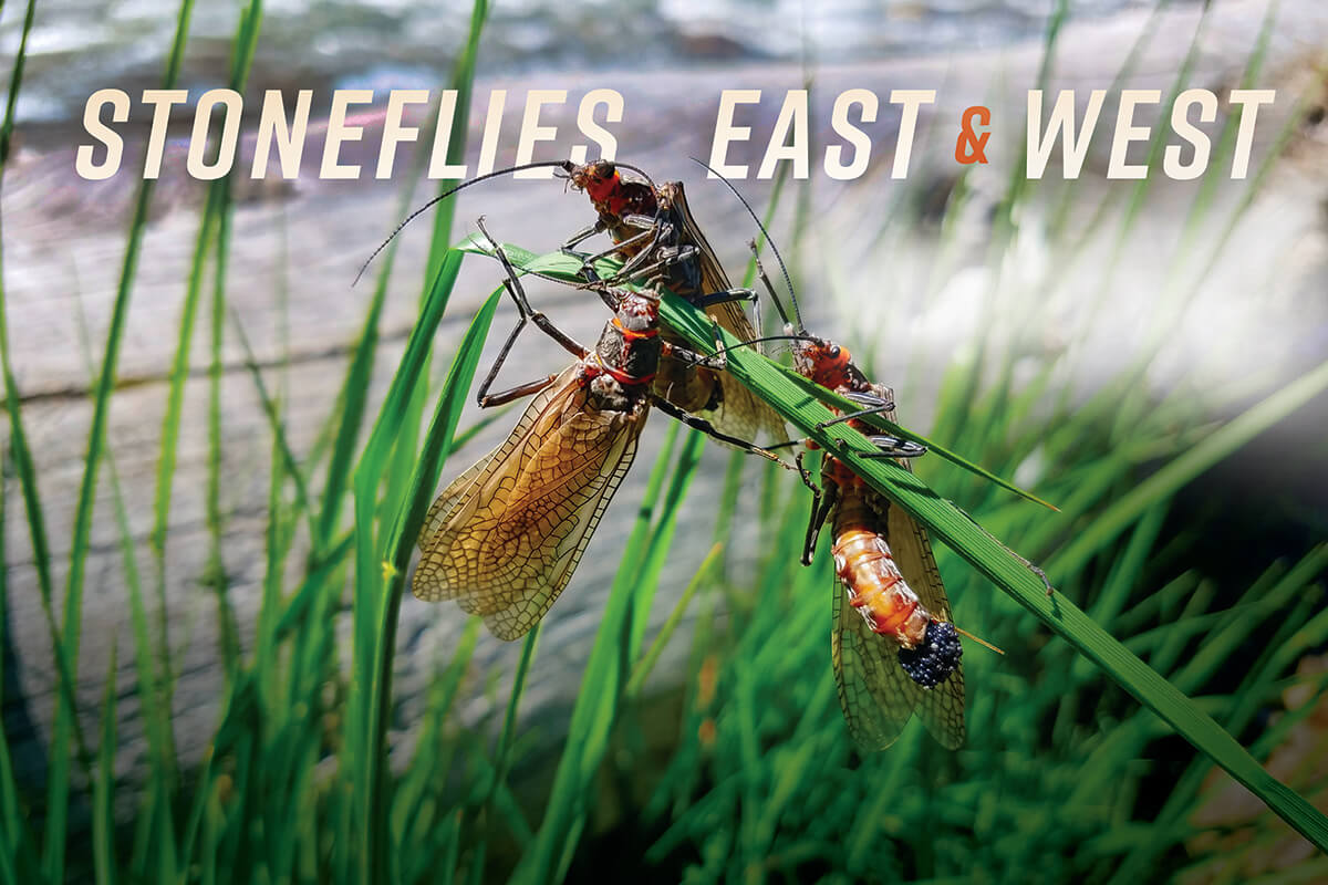Stoneflies, East & West