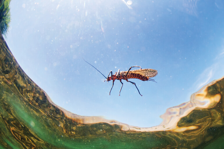 //content.osgnetworks.tv/flyfisherman/content/photos/Stonefly-on-Deschutes-River.jpg
