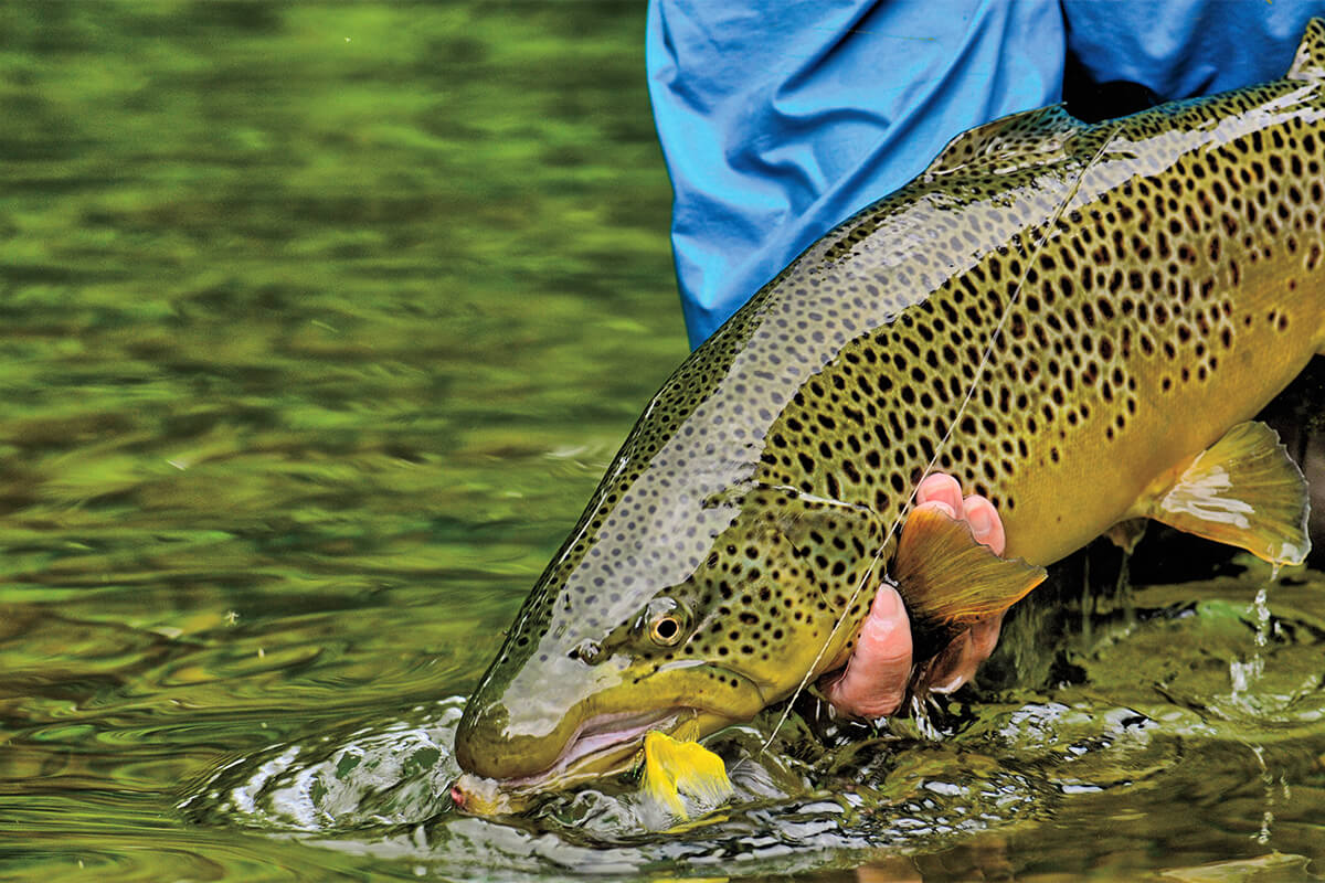 Fishing Streamers on Smaller Creeks - 2 Guys and A River