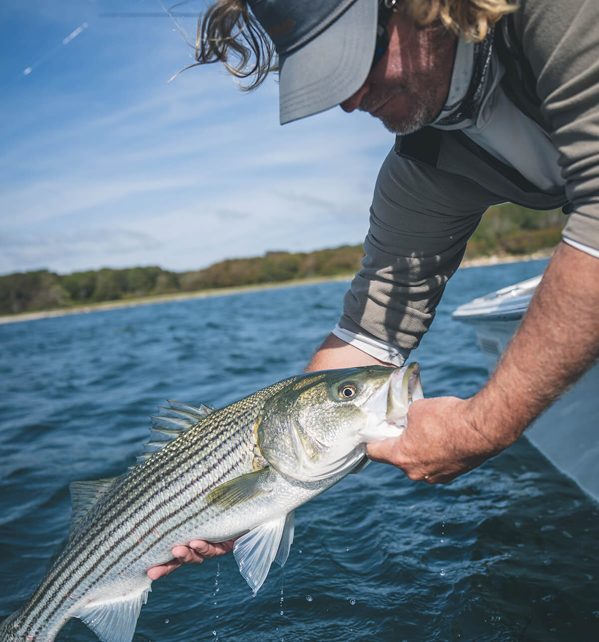 UPDATED: Atlantic Striped Bass Verging on Collapse Again
