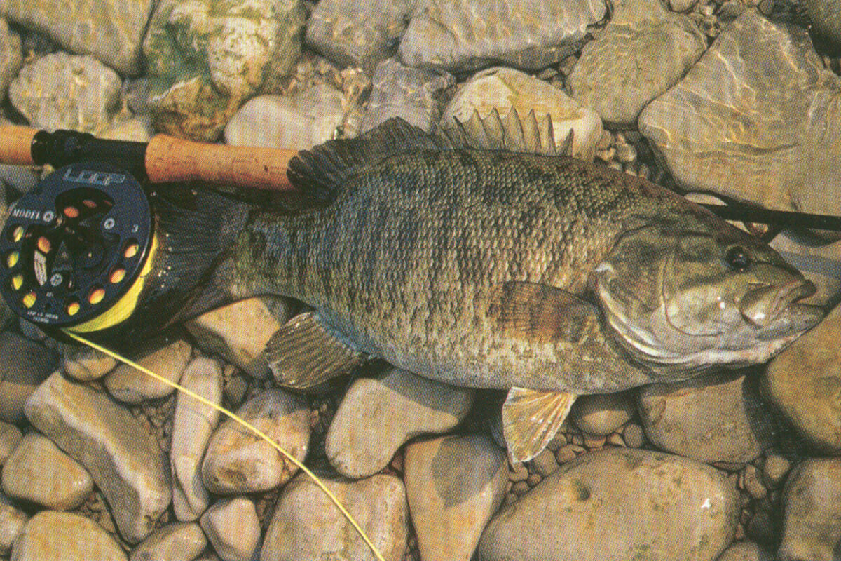 Dave Whitlock's Stream Smallmouth Bass - Fly Fisherman