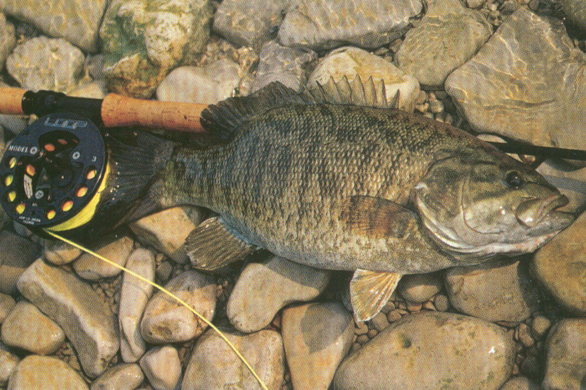 Fly-Fishing for Smallmouth: in Rivers and Streams