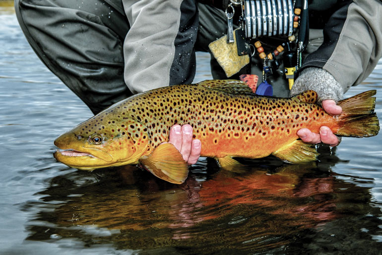 //content.osgnetworks.tv/flyfisherman/content/photos/Yampa-River-Brown-Trout.jpg