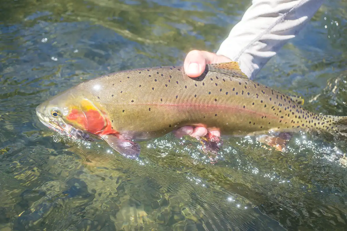 After the Flood: How You Can Help Yellowstone Fisheries
