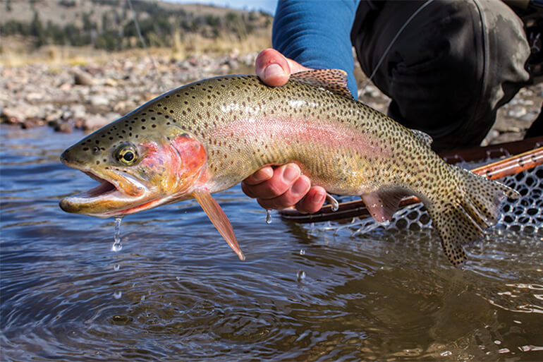 //content.osgnetworks.tv/flyfisherman/content/photos/Yellowstone-Cutthroat.jpg