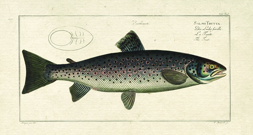 Migratory brown trout