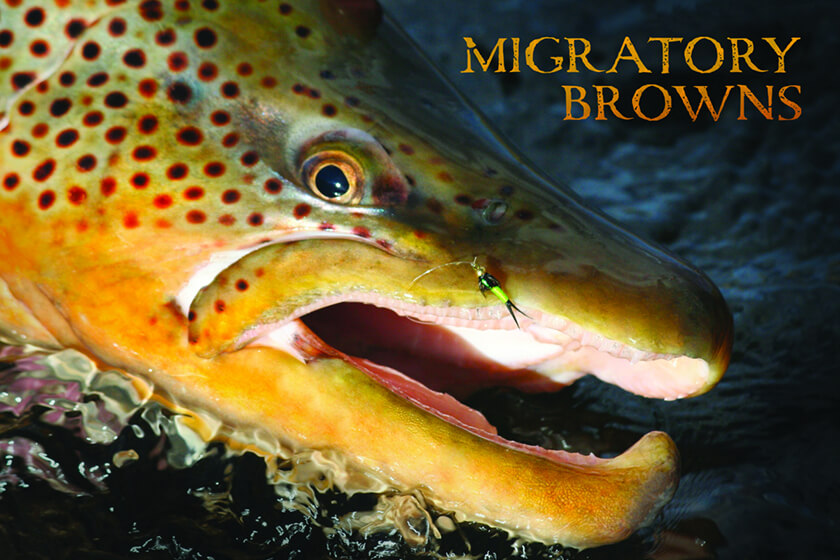 The Best Way to Start the River Season, Fly Fishing for Brown Trout