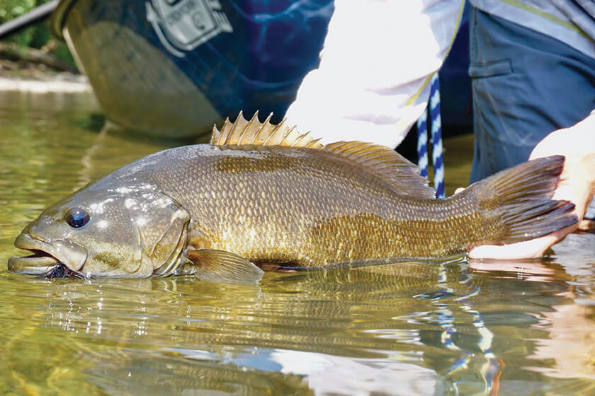 trout-tactics-for-smallmouths