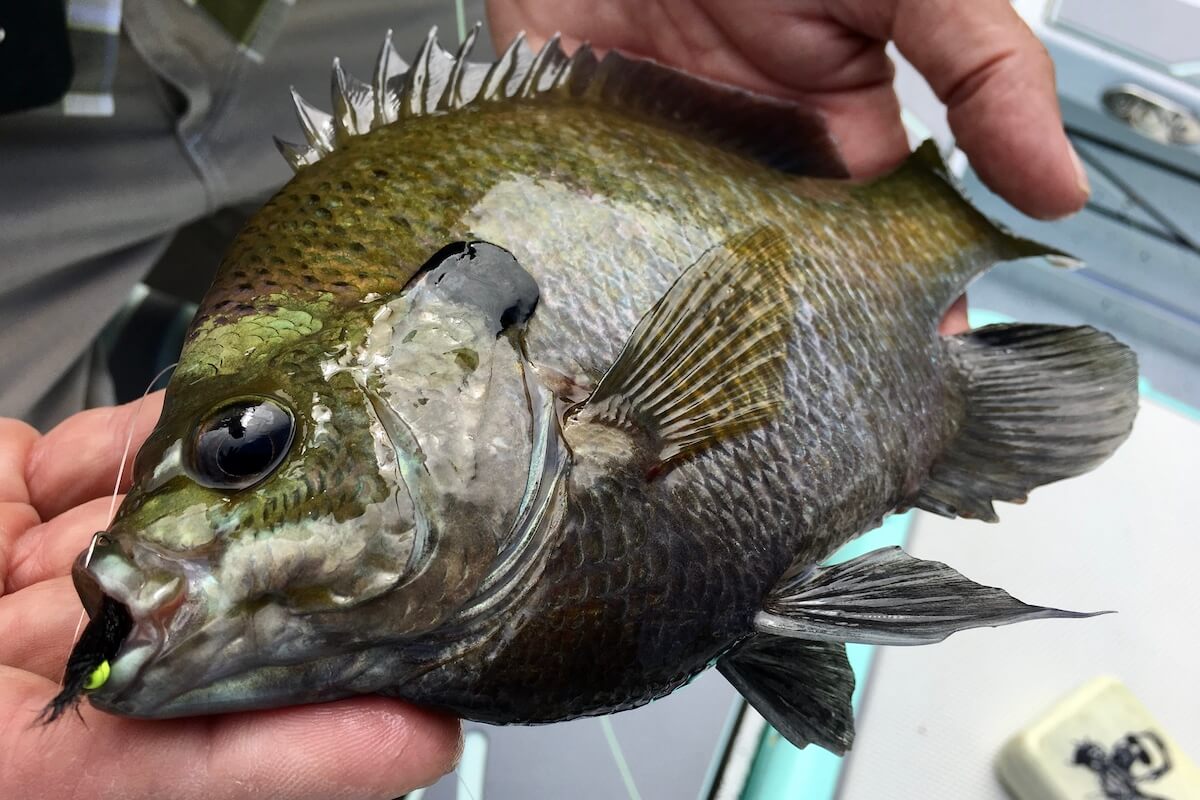 All-American Gamefish: An Appreciation of the Bluegill - Game & Fish