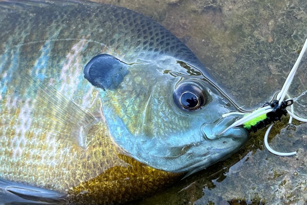 Panfish Fly Fishing Gear, Flies, and Techniques
