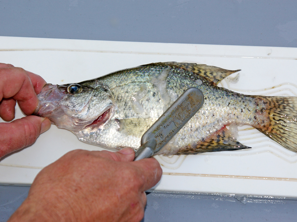 How to Pan-Dress a Crappie