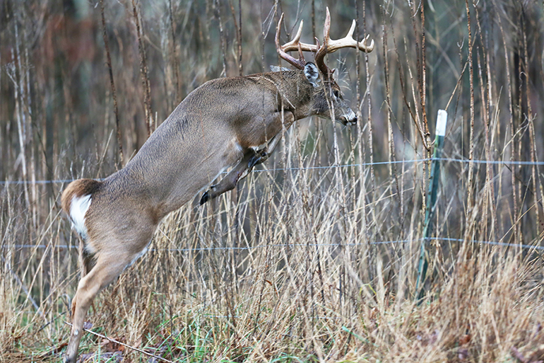 Ground Zero: Arkansas Record Bucks