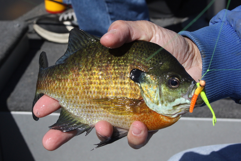 Late Ice Panfish Tips and Tricks