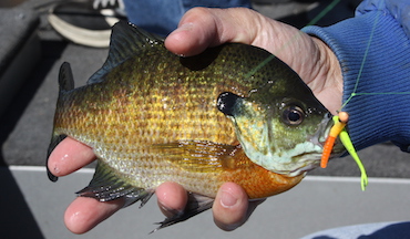 Swimbaits Fool Trophy Fish - Kentucky Department of Fish & Wildlife