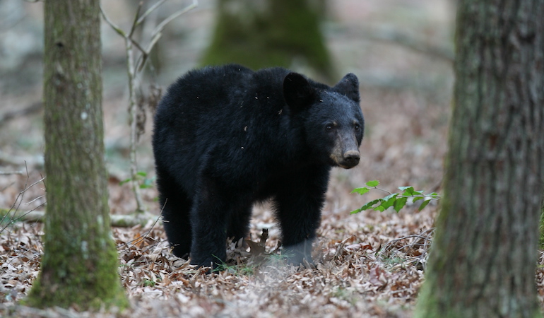 The Challenges of Hunting Black Bears
