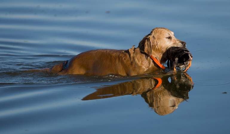 Prepping Your Hunt Dog for Duck Season