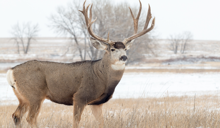 Hunting High-Pressured Mule Deer