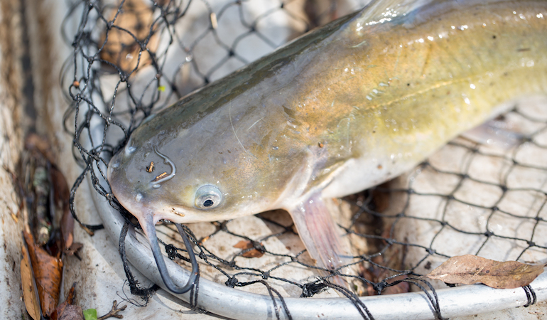 Big catfishing opportunities abound on the Ohio River – Ohio Ag Net
