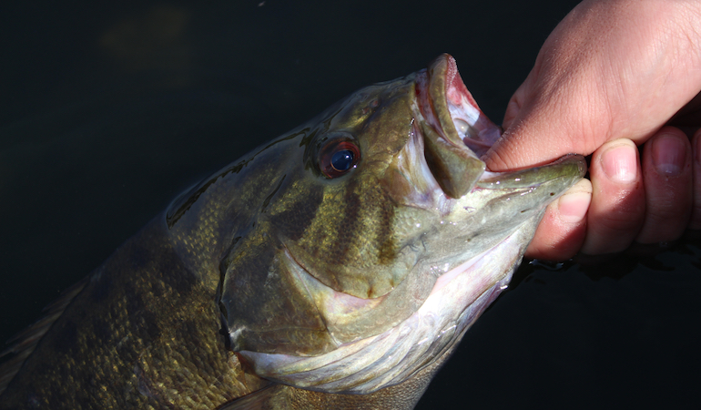 Lake cumberland striped bass heating up - Kentucky Department of Fish &  Wildlife