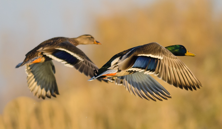 Iowa Waterfowl Hunting Forecast 2018