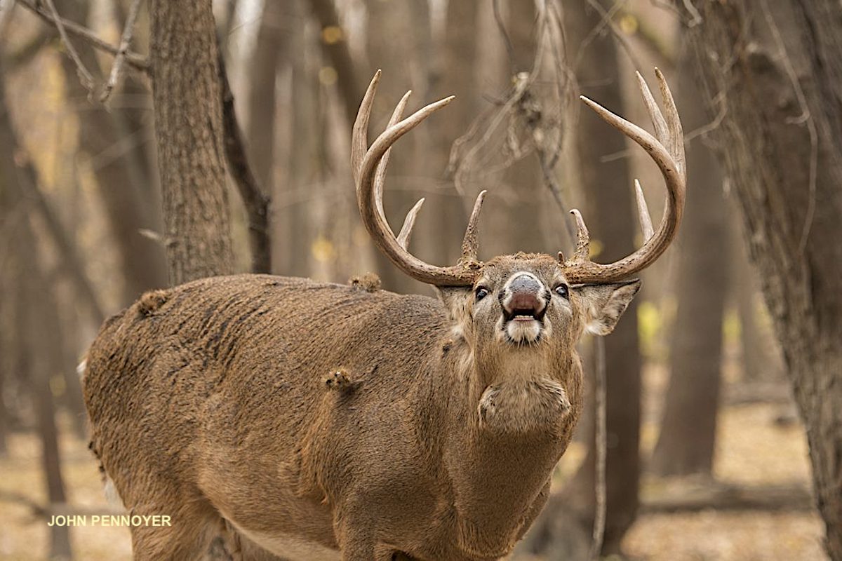 Regional Rut Update Buck Activity Increasing As Calendar Ro Game Fish Regional Rut Update Buck Activity Increasing As Calendar Ro Game Fish