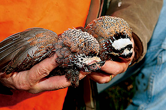 Keeping Quail Hunting Tradition Alive and Well in S.C.