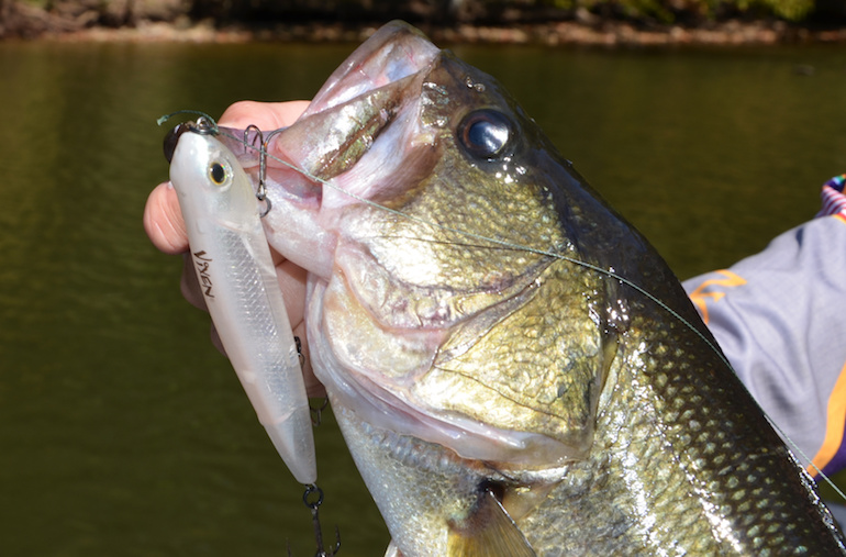 School's In Session! Get Ready When Bass Bust Shad