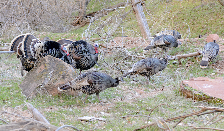 West Virginia Turkey Hunting Outlook 2019