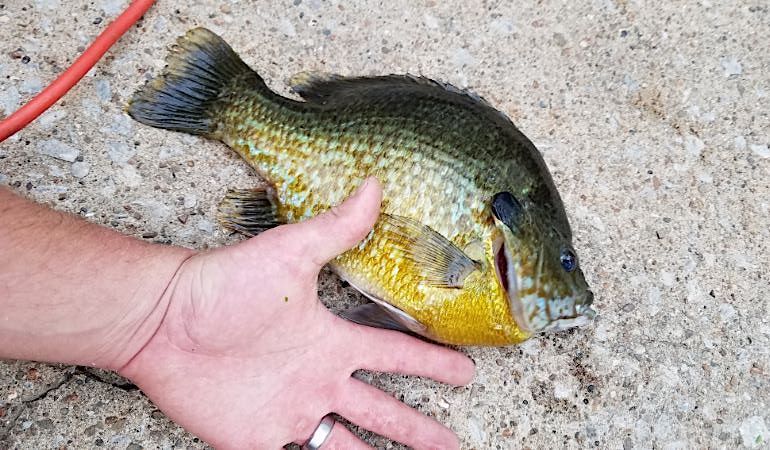 Crawler-Caught Hybrid Sunfish is State Record