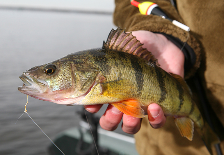 Are circle hooks a walleye's best friend? – Twin Cities