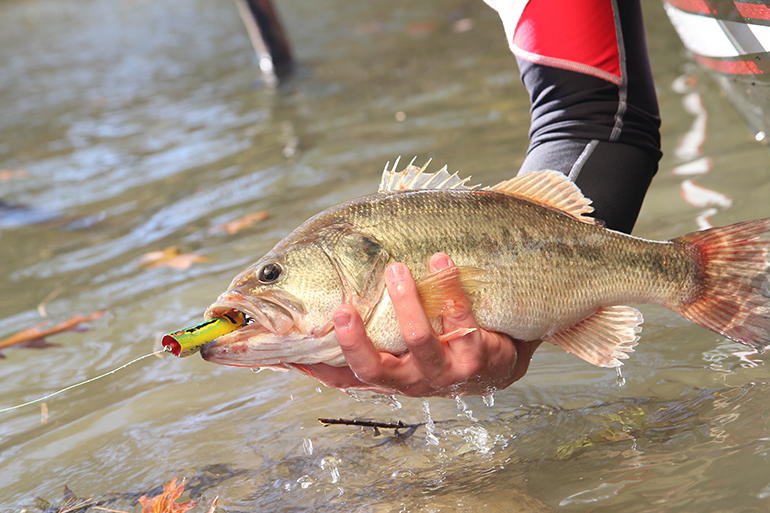 North Carolina Spring Bluefish Fishing