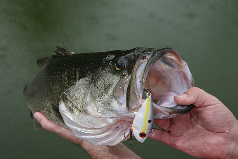 Texas' Best Bass Waters For 2019