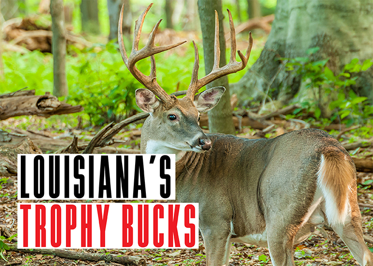 Louisiana Trophy Bucks