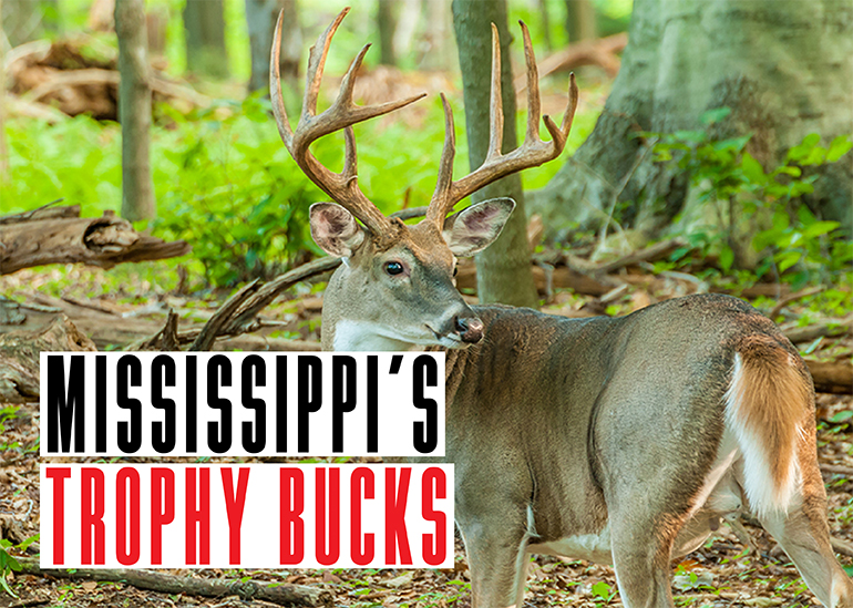 Mississippi Trophy Bucks