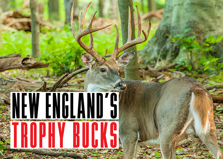 New England Trophy Bucks
