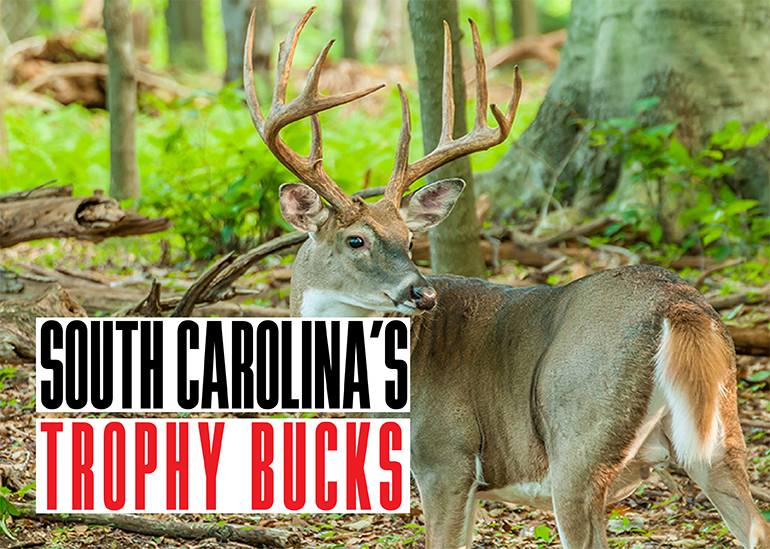 South Carolina Trophy Bucks