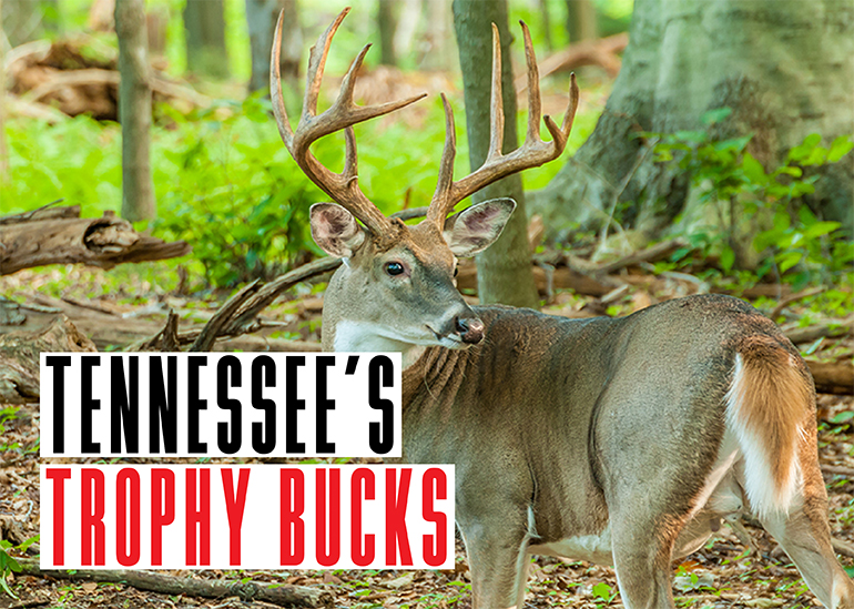 Tennessee Trophy Bucks