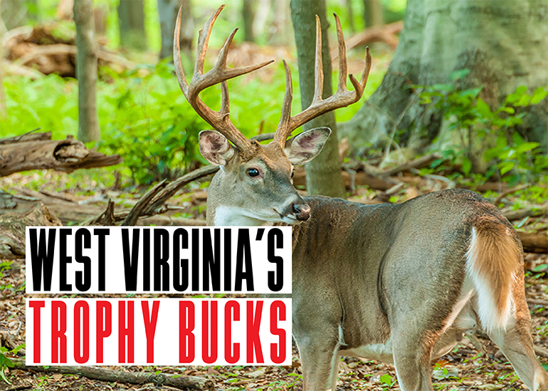 West Virginia Trophy Bucks