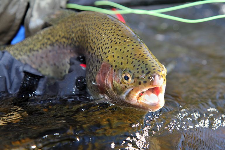 Pennsylvania's Best Early Trout