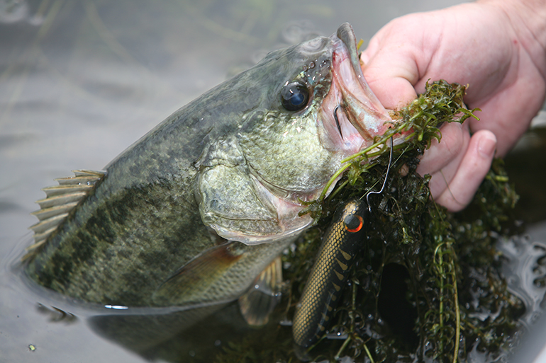 Virginia Bass Forecast