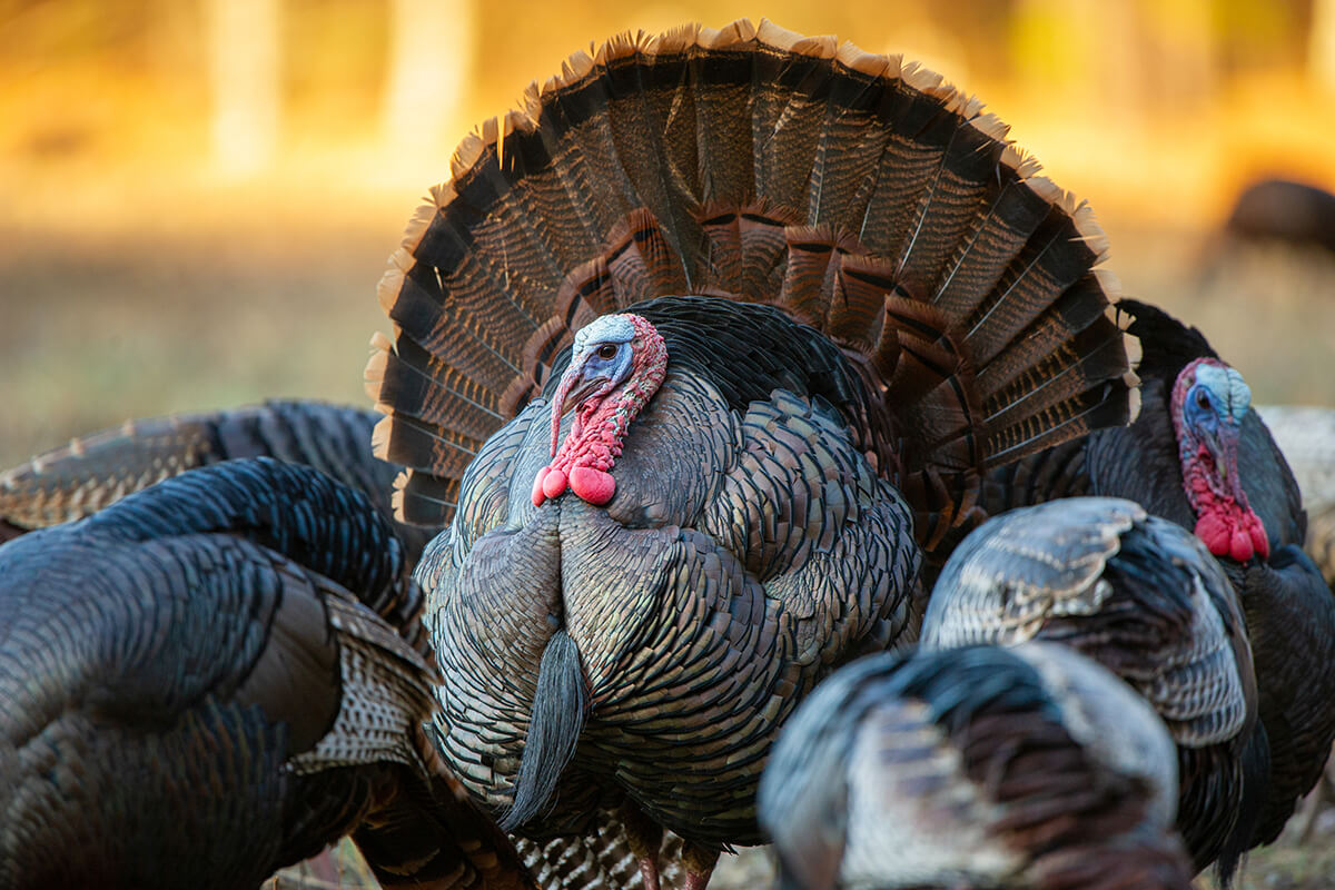 NWTF: Guardians of the Gobble for 50 Years - Game & Fish