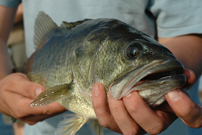 America's Top 10 Bass Waters
