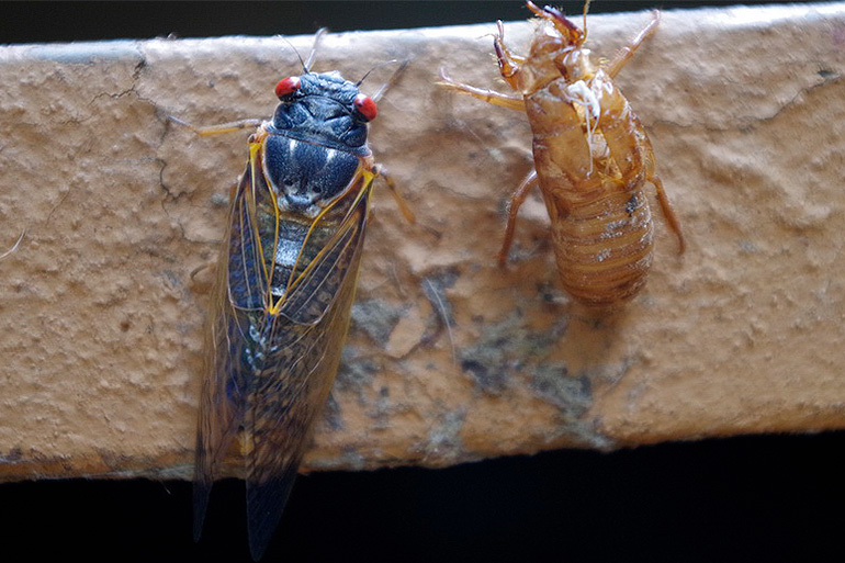 backyard bait Cicadas 