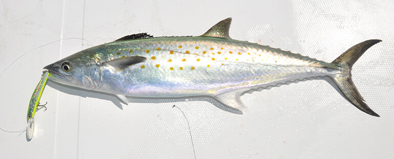 Birds can help you find Spanish mackerel or bluefish