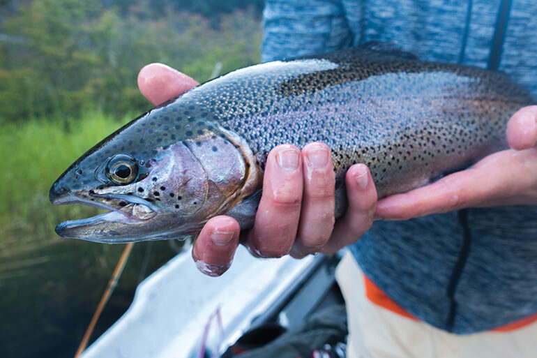 Best Trout Fishing Out West: Where, When and How