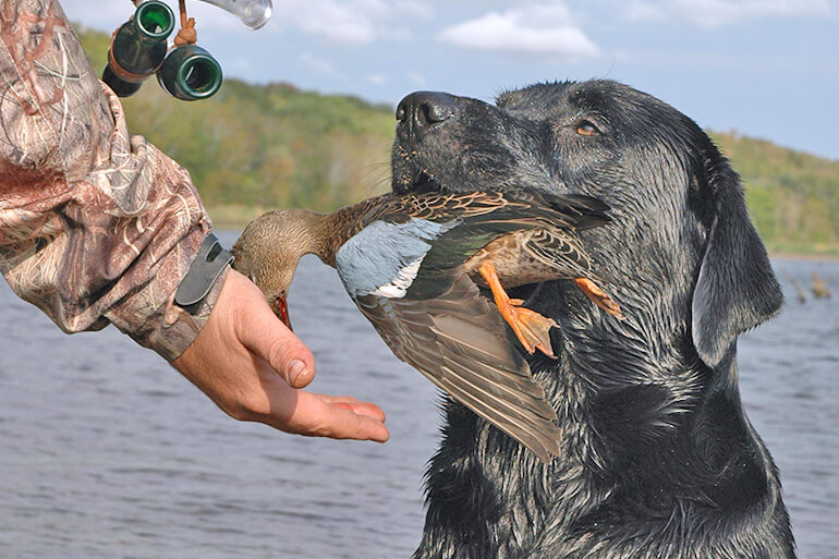 2020 Early Teal Forecast for Texas: Perfect Storm Could Deliver Epic Hunting